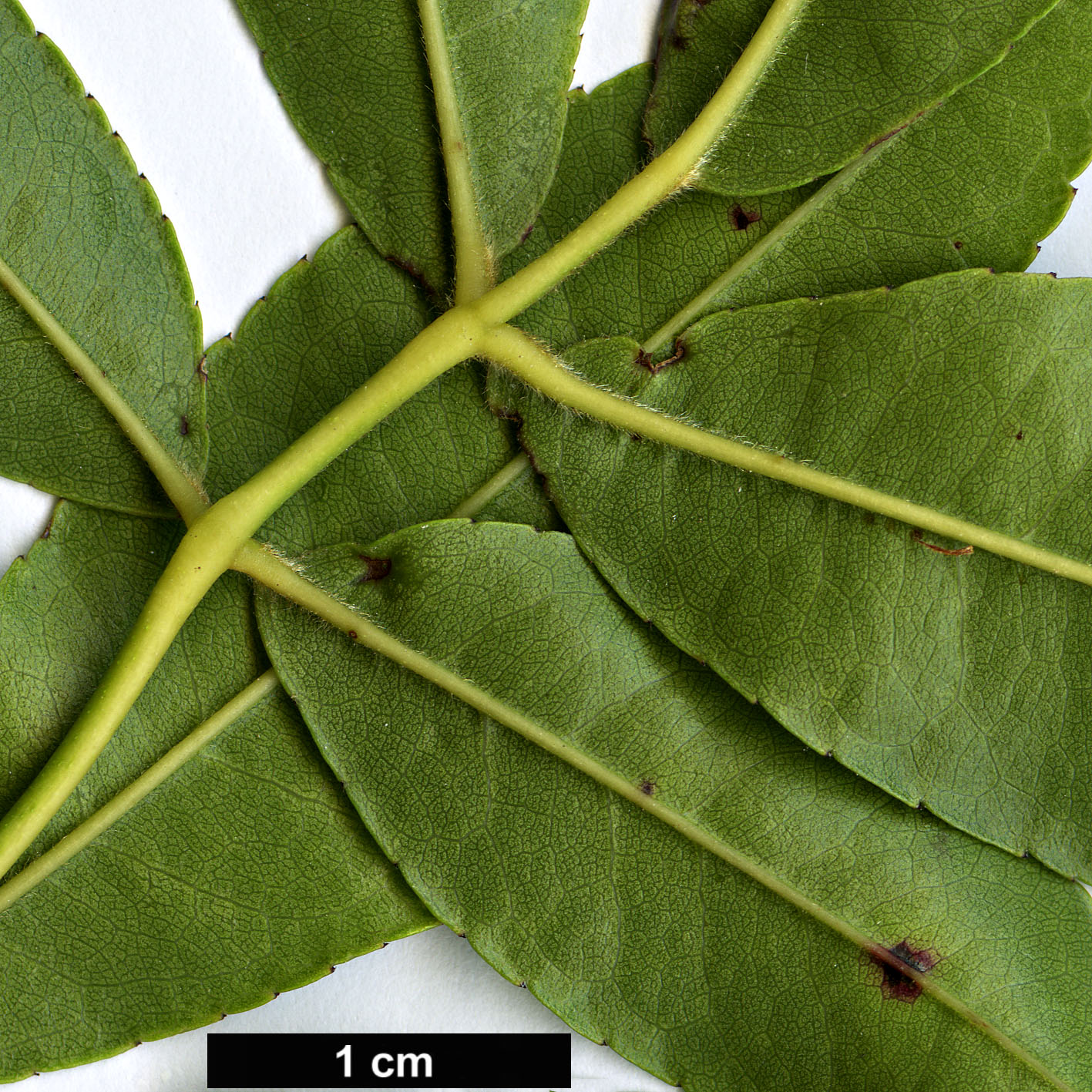 High resolution image: Family: Rosaceae - Genus: Rosa - Taxon: banksiae - SpeciesSub: var. normalis